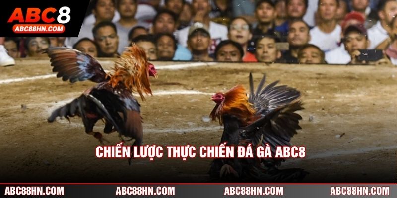 Chiến lược thực chiến đá gà ABC8 dành cho người chơi